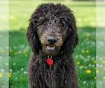 Hugo - Male Poodle (Standard) Dog for Adoption - Small photo