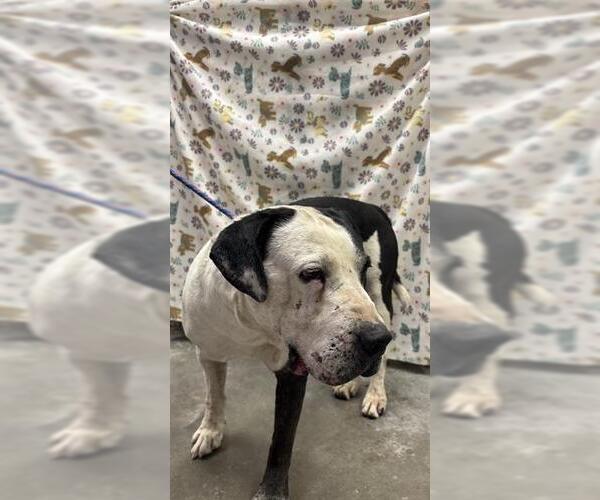 Medium Photo #1 Staffordshire Bull Terrier Puppy For Sale in Rosenberg, TX, USA