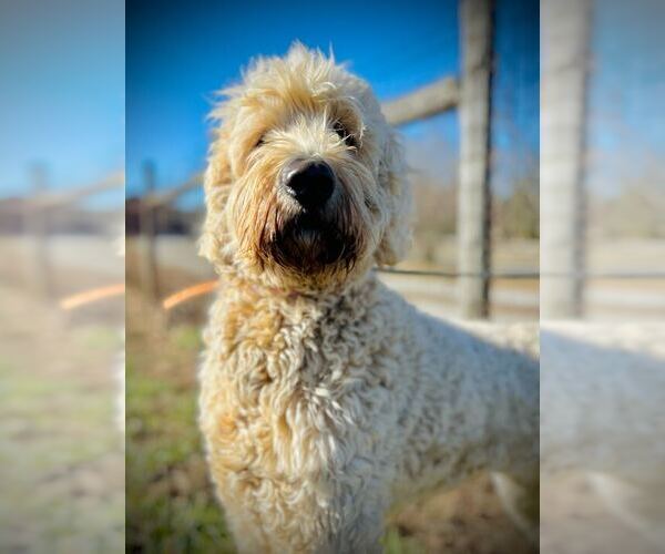 Medium Photo #1 Labradoodle Puppy For Sale in Pacolet, SC, USA