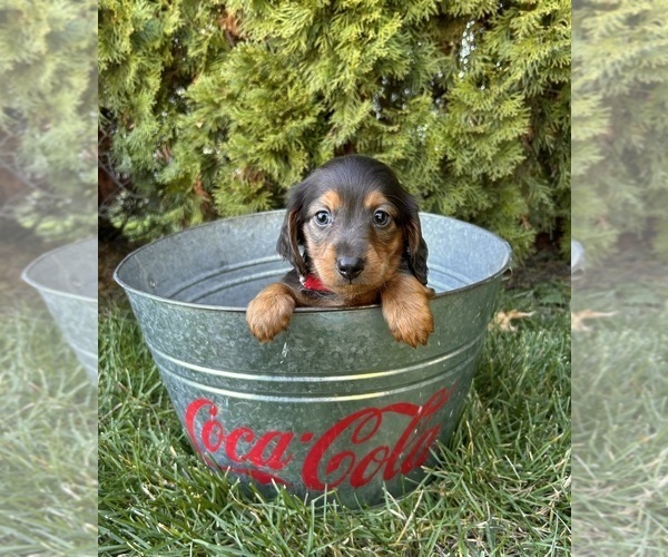 Medium Photo #4 Dachshund Puppy For Sale in MIDDLEBURY, IN, USA