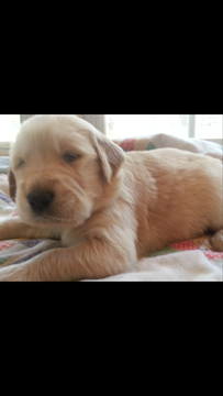 Medium Photo #1 Golden Retriever Puppy For Sale in KATY, TX, USA