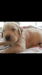 Small Photo #1 Golden Retriever Puppy For Sale in KATY, TX, USA