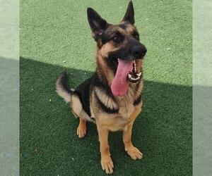 German Shepherd Dog Dogs for adoption in McKinney, TX, USA