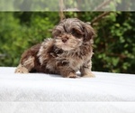 Small #15 ShihPoo
