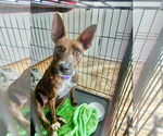 Small #2 Chihuahua Mix