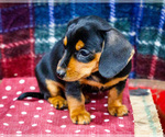 Small #5 Dachshund