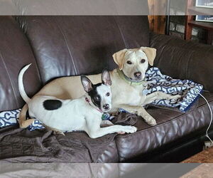 Toby - Totally Pawsome! - Male Labrador Retriever-Unknown Mix Dog for Adoption - Photo #12