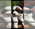 Puppy 3 Newfoundland-Saint Bernard Mix
