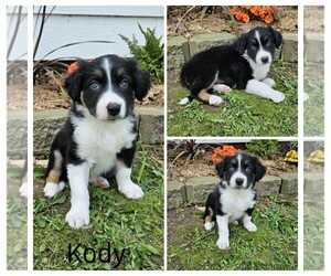 Border Collie Puppy for sale in STANLEY, WI, USA