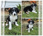 Image preview for Ad Listing. Nickname: Litter of 5