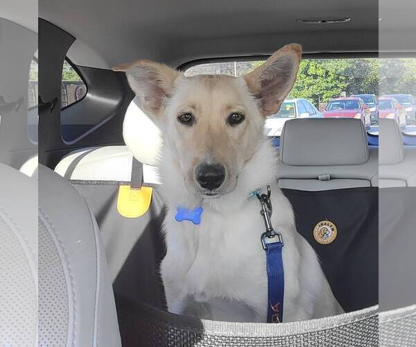 Medium Photo #1 - Mix Puppy For Sale in Hoffman Estates, IL, USA