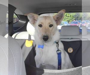 - Mix Dogs for adoption in Hoffman Estates, IL, USA