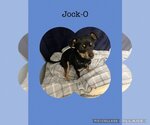 Small Doxie-Pin