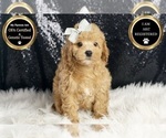 Small #5 Poodle (Toy)