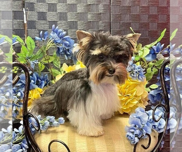 Medium Photo #1 Yorkshire Terrier Puppy For Sale in CROSBY, TX, USA