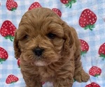 Puppy Puppy 1 Cavapoo