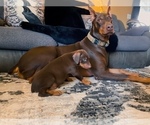 Small #1 Doberman Pinscher