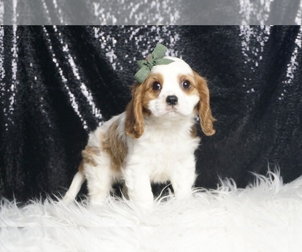 Medium Photo #3 Cavalier King Charles Spaniel Puppy For Sale in WARSAW, IN, USA