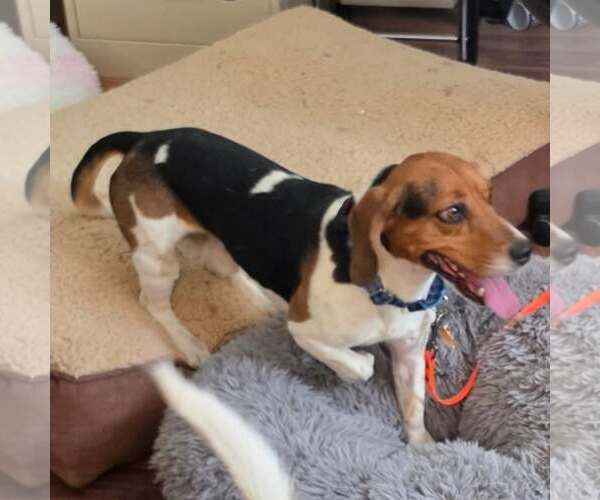 Medium Photo #4 Bagle Hound Puppy For Sale in Las Vegas, NV, USA
