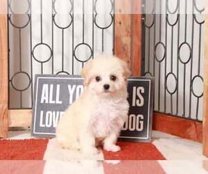 Maltipoo Puppy for sale in NAPLES, FL, USA