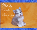 Small Photo #25 Pomsky Puppy For Sale in RAMONA, CA, USA