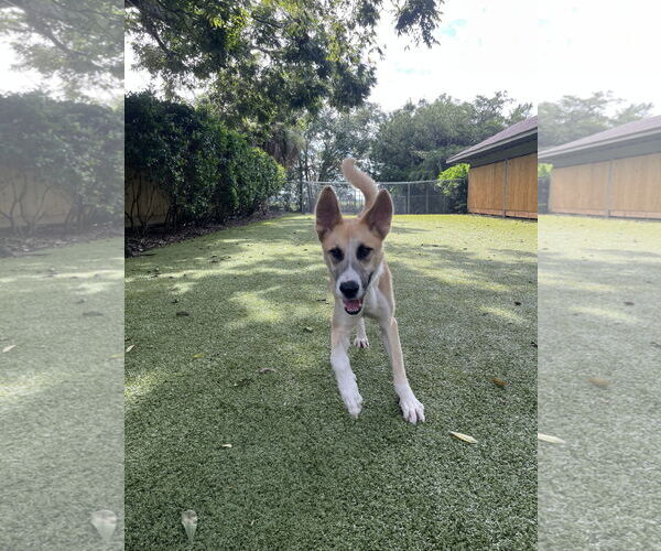 Medium Photo #2 German Shepherd Dog-Unknown Mix Puppy For Sale in Hilton Head, SC, USA