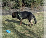 Small #1 Shepweiller