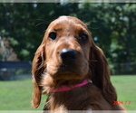 Puppy Pink F Irish Setter