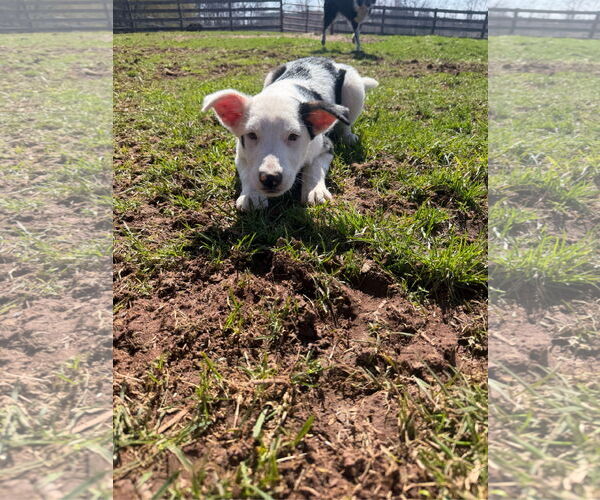 Medium Photo #5 Mutt Puppy For Sale in Garden City, NY, USA