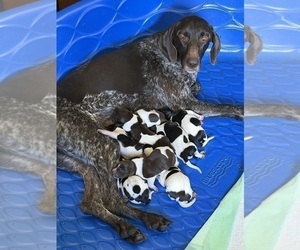 Mother of the German Shorthaired Pointer puppies born on 06/18/2026