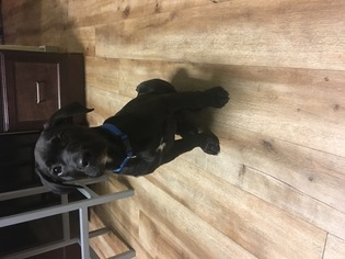 Labrador Retriever Puppy for sale in BOISE, ID, USA