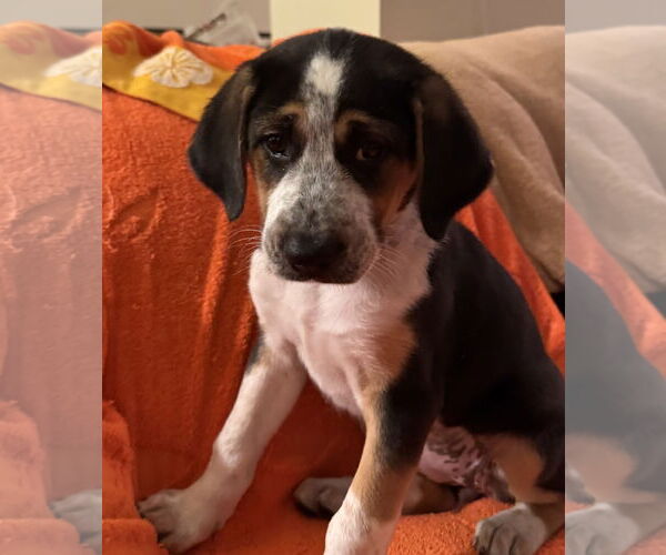 Medium Photo #4 Beagle-Saint Bernard Mix Puppy For Sale in Pottstown, PA, USA