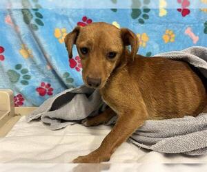 Chihuahua Dogs for adoption in Modesto, CA, USA