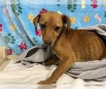 A614634 - Male Chihuahua Dog for Adoption - Small photo