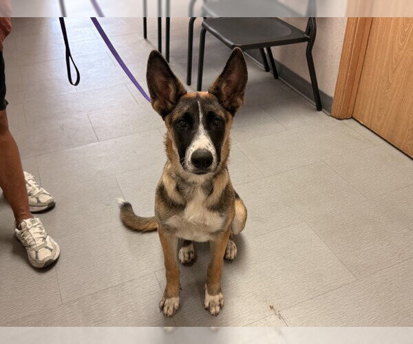 Medium Photo #1 German Shepherd Dog-Unknown Mix Puppy For Sale in San Bernardino, CA, USA