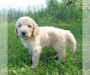 Goldendoodle-Poodle (Standard) Mix Puppy for sale in THORP, WI, USA