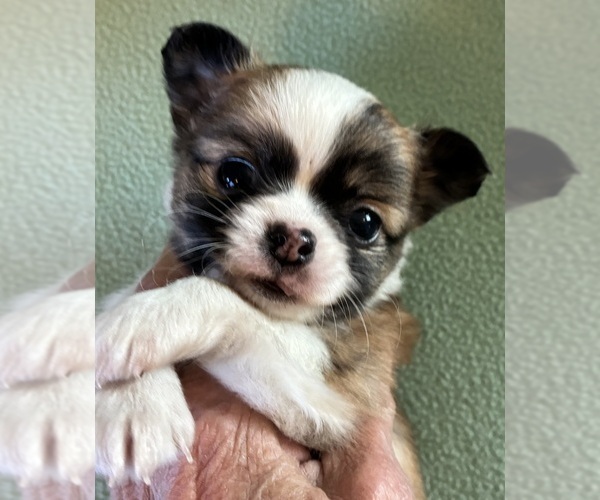 Medium Photo #1 Chihuahua Puppy For Sale in NEWVILLE, PA, USA
