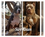Small #11 American Bully