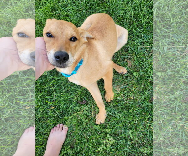 Medium Photo #4 Catahoula Leopard Dog-Labrador Retriever Mix Puppy For Sale in Sandy, UT, USA