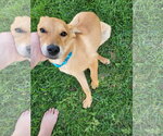 Small #3 Catahoula Leopard Dog-Labrador Retriever Mix