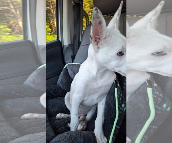 Medium Photo #7 Shollie Puppy For Sale in Sebec, ME, USA