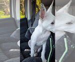 Small Photo #7 Shollie Puppy For Sale in Sebec, ME, USA