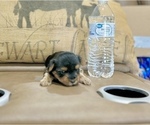 Small #6 Morkie