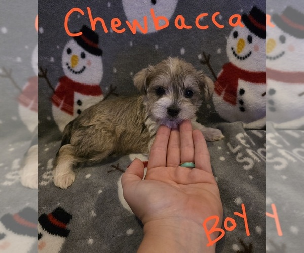 Medium Photo #4 Chizer Puppy For Sale in MONTEZUMA, GA, USA