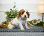 Puppy Cora Cavalier King Charles Spaniel