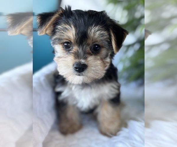 Medium Photo #12 Morkie Puppy For Sale in ROCK STREAM, NY, USA