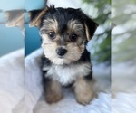 Small #11 Morkie