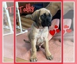 Small Photo #7 Mastiff Puppy For Sale in MIDDLETOWN, DE, USA