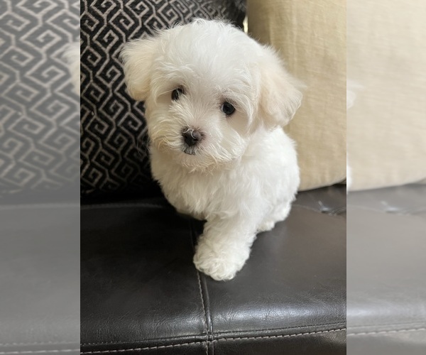 Medium Photo #6 Maltese Puppy For Sale in RICHMOND, IL, USA
