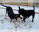Small #17 Treeing Walker Coonhound Mix